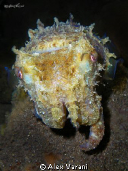 sepia latimanus at night by Alex Varani 